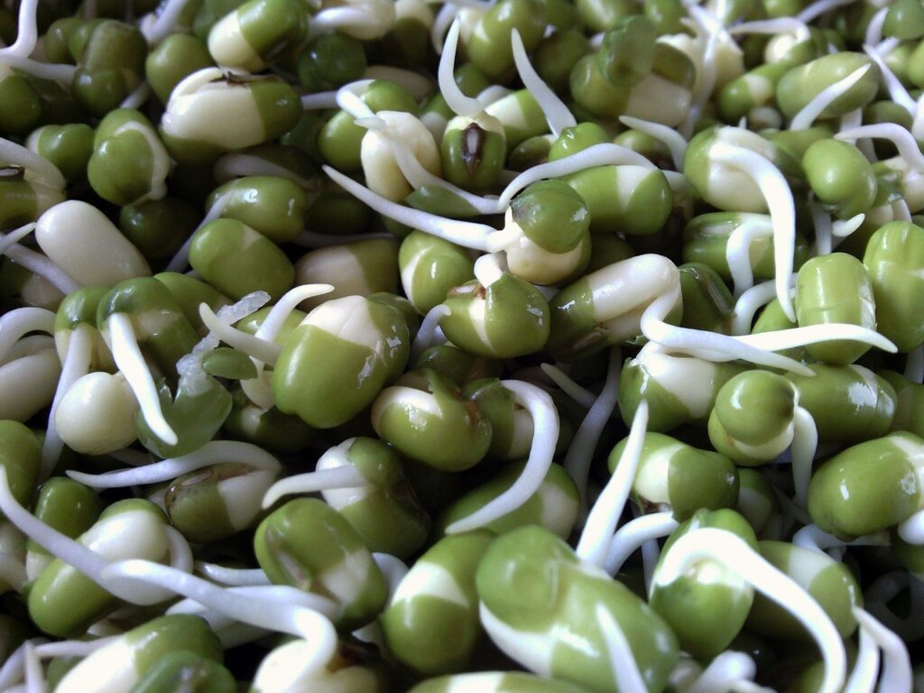 seed, seeds, plant, bean sprout, bean, beans, green beans, sapling, nature, close-up