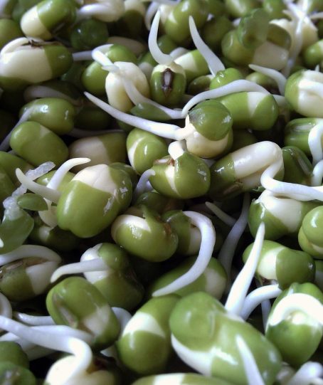 seed, seeds, plant, bean sprout, bean, beans, green beans, sapling, nature, close-up