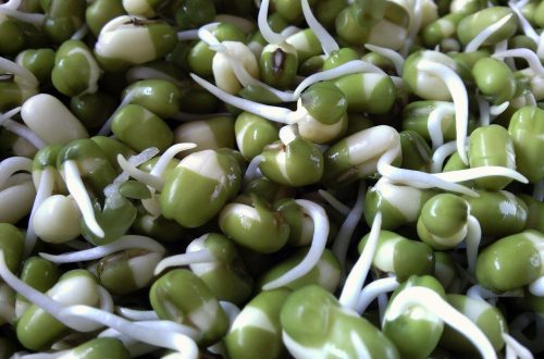seed, seeds, plant, bean sprout, bean, beans, green beans, sapling, nature, close-up
