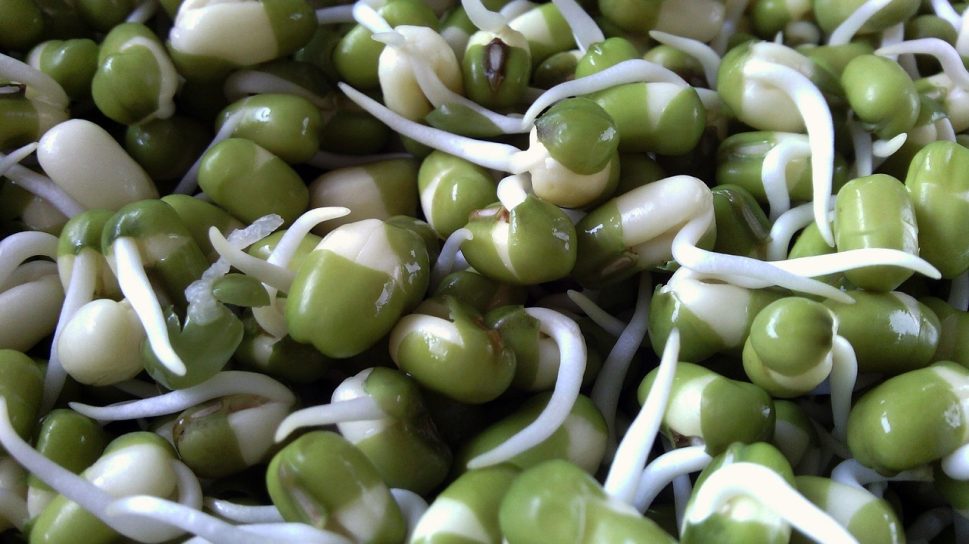 seed, seeds, plant, bean sprout, bean, beans, green beans, sapling, nature, close-up